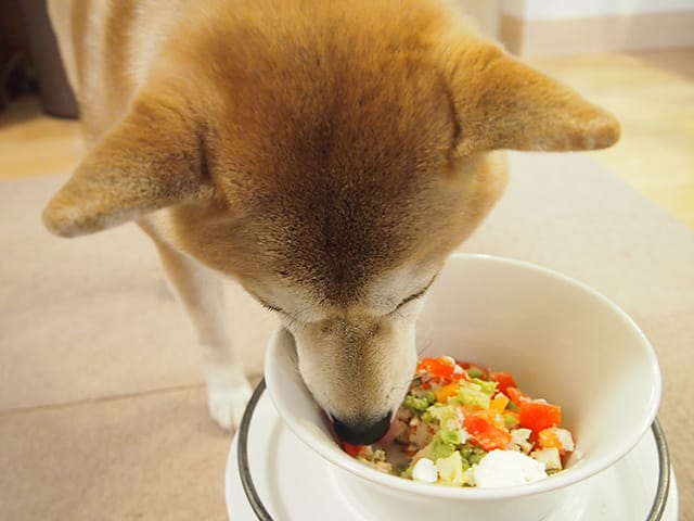 食事をする犬