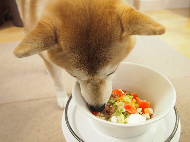 手作り食を食べる犬