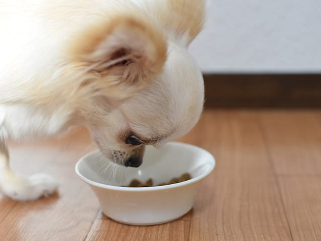 ペットフードを前にした犬