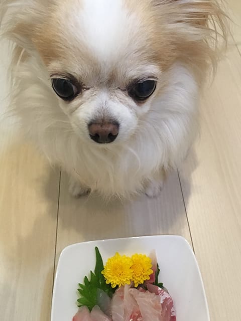 お刺身と犬